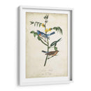Pájaro Delicado Y Botánica Iv - John James Audubon | Cuadro decorativo de Canvas Lab
