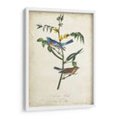 Pájaro Delicado Y Botánica Iv - John James Audubon | Cuadro decorativo de Canvas Lab