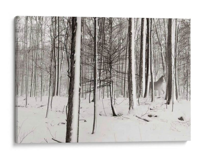 Un Paseo Nevado I - James McLoughlin | Cuadro decorativo de Canvas Lab