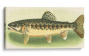River Trout Iii | Cuadro decorativo de Canvas Lab
