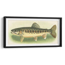 River Trout Iii | Cuadro decorativo de Canvas Lab