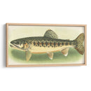 River Trout Iii | Cuadro decorativo de Canvas Lab