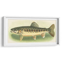 River Trout Iii | Cuadro decorativo de Canvas Lab