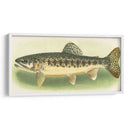 River Trout Iii | Cuadro decorativo de Canvas Lab