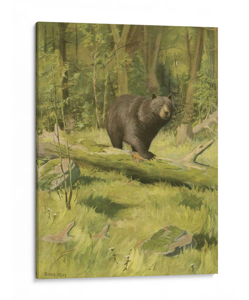 Oso Negro - Oliver Kemp | Cuadro decorativo de Canvas Lab