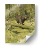 Oso Negro - Oliver Kemp | Cuadro decorativo de Canvas Lab