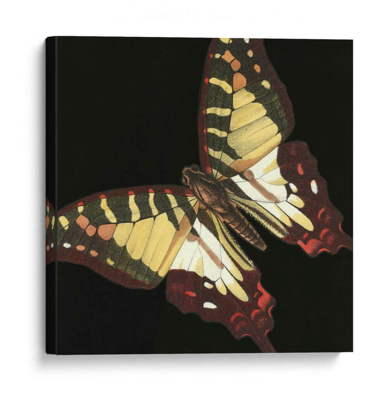 Pequeñas Mariposas Dramáticas Iii - Vision Studio | Cuadro decorativo de Canvas Lab