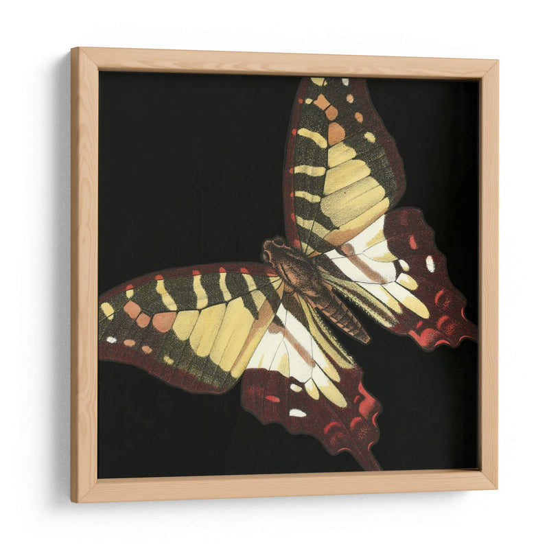 Pequeñas Mariposas Dramáticas Iii - Vision Studio | Cuadro decorativo de Canvas Lab