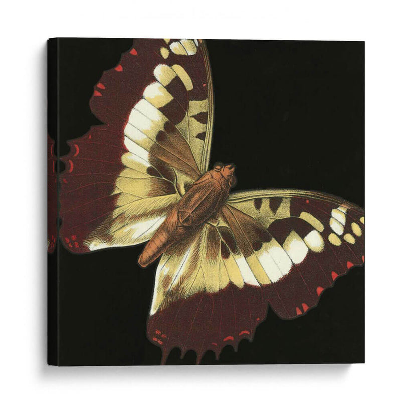 Pequeñas Mariposas Dramáticas Iv - Vision Studio | Cuadro decorativo de Canvas Lab