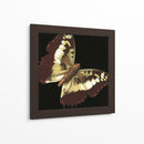 Pequeñas Mariposas Dramáticas Iv - Vision Studio | Cuadro decorativo de Canvas Lab