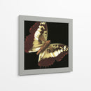 Pequeñas Mariposas Dramáticas Iv - Vision Studio | Cuadro decorativo de Canvas Lab