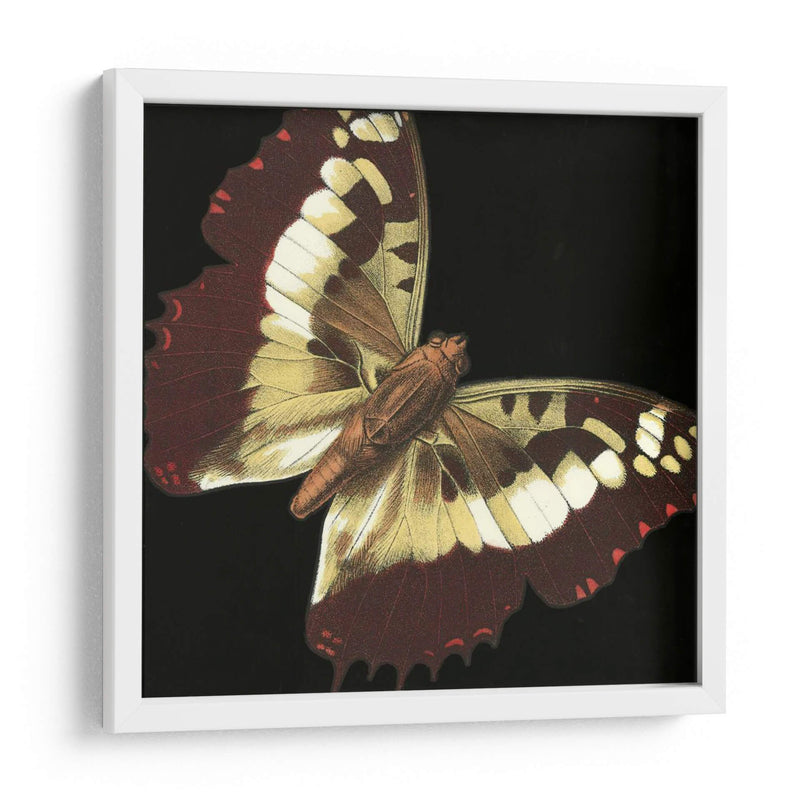 Pequeñas Mariposas Dramáticas Iv - Vision Studio | Cuadro decorativo de Canvas Lab