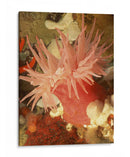 Anemona De Mar Gráfico I - Vision Studio | Cuadro decorativo de Canvas Lab