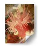 Anemona De Mar Gráfico I - Vision Studio | Cuadro decorativo de Canvas Lab