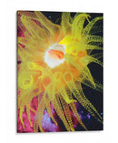 Anemona Ii Del Mar Gráfico - Vision Studio | Cuadro decorativo de Canvas Lab