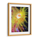 Anemona Ii Del Mar Gráfico - Vision Studio | Cuadro decorativo de Canvas Lab