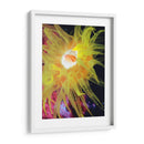 Anemona Ii Del Mar Gráfico - Vision Studio | Cuadro decorativo de Canvas Lab