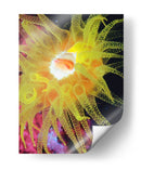 Anemona Ii Del Mar Gráfico - Vision Studio | Cuadro decorativo de Canvas Lab