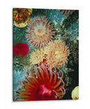 Mare Gráfico Anémona Iii - Vision Studio | Cuadro decorativo de Canvas Lab