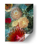 Mare Gráfico Anémona Iii - Vision Studio | Cuadro decorativo de Canvas Lab