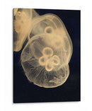 Medusas Gráficas Ii - Vision Studio | Cuadro decorativo de Canvas Lab