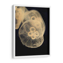 Medusas Gráficas Ii - Vision Studio | Cuadro decorativo de Canvas Lab