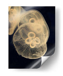 Medusas Gráficas Ii - Vision Studio | Cuadro decorativo de Canvas Lab