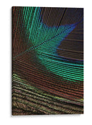 Plumas De Pavo Real I - Vision Studio | Cuadro decorativo de Canvas Lab