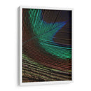 Plumas De Pavo Real I - Vision Studio | Cuadro decorativo de Canvas Lab