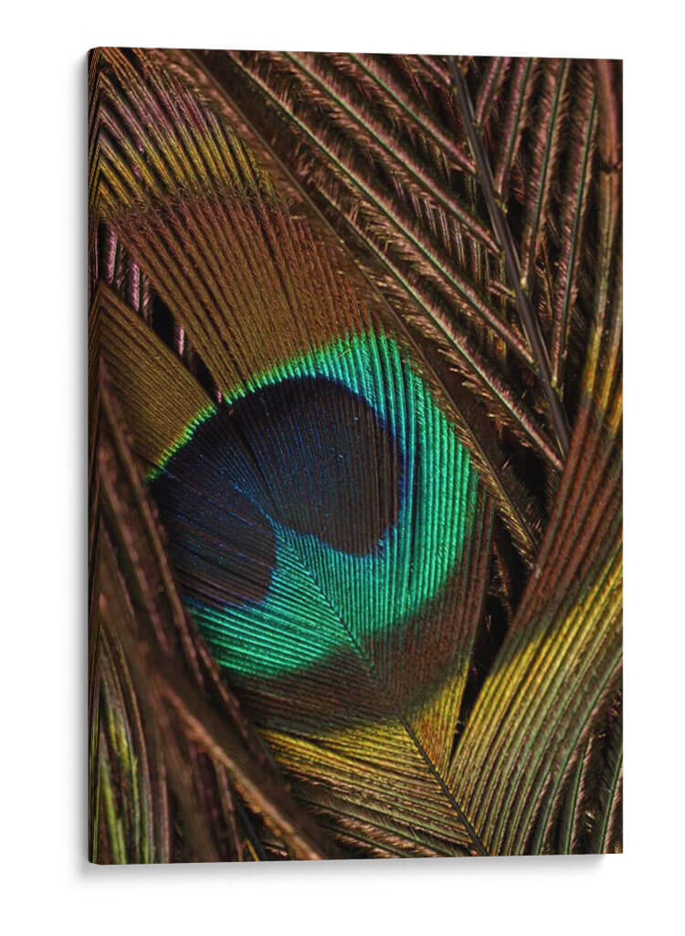 Peacock Plumas Ii - Vision Studio | Cuadro decorativo de Canvas Lab
