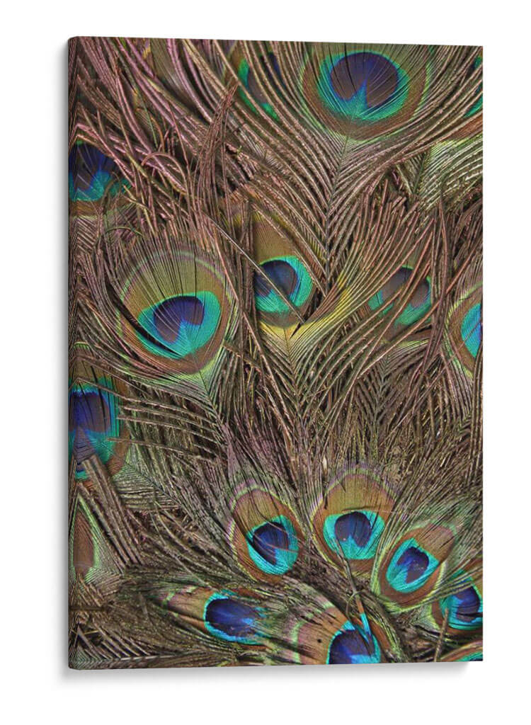 Peacock Plumas Iii - Vision Studio | Cuadro decorativo de Canvas Lab