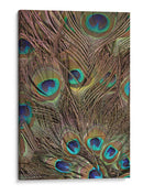 Peacock Plumas Iii - Vision Studio | Cuadro decorativo de Canvas Lab