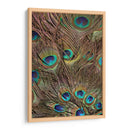Peacock Plumas Iii - Vision Studio | Cuadro decorativo de Canvas Lab