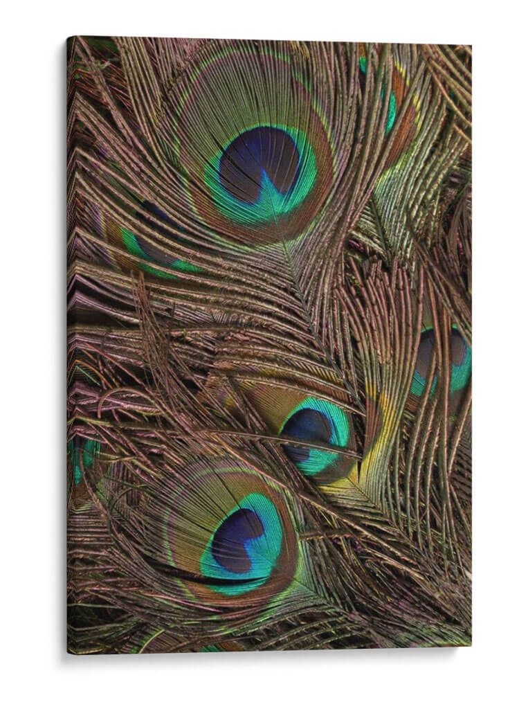 Peacock Plumas Iv - Vision Studio | Cuadro decorativo de Canvas Lab