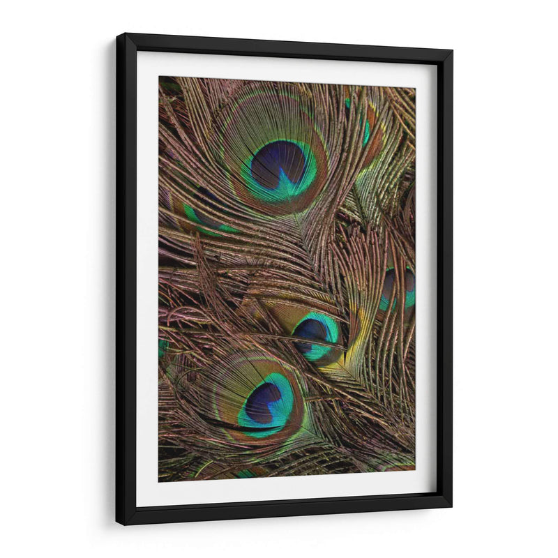 Peacock Plumas Iv - Vision Studio | Cuadro decorativo de Canvas Lab