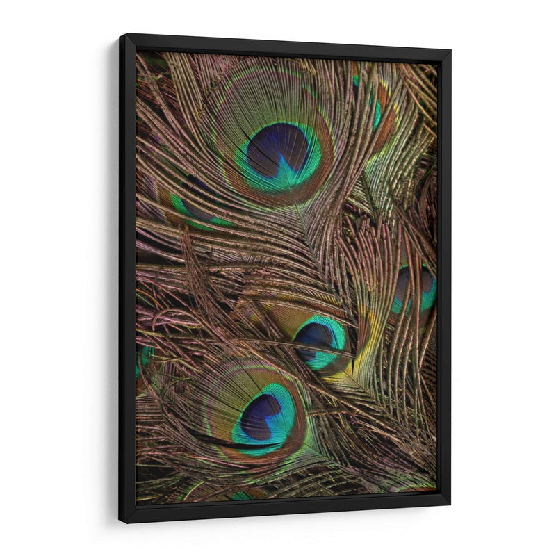 Peacock Plumas Iv - Vision Studio | Cuadro decorativo de Canvas Lab