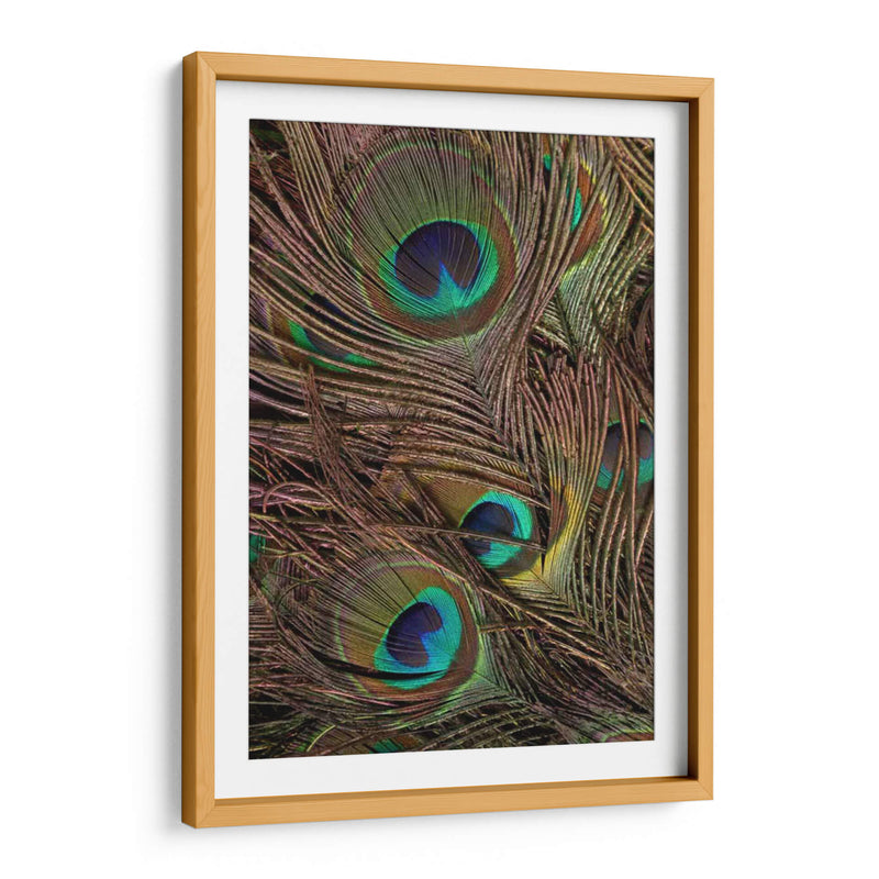 Peacock Plumas Iv - Vision Studio | Cuadro decorativo de Canvas Lab