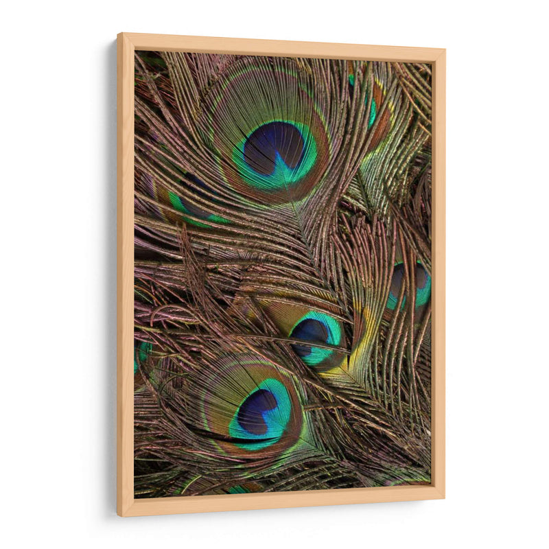 Peacock Plumas Iv - Vision Studio | Cuadro decorativo de Canvas Lab