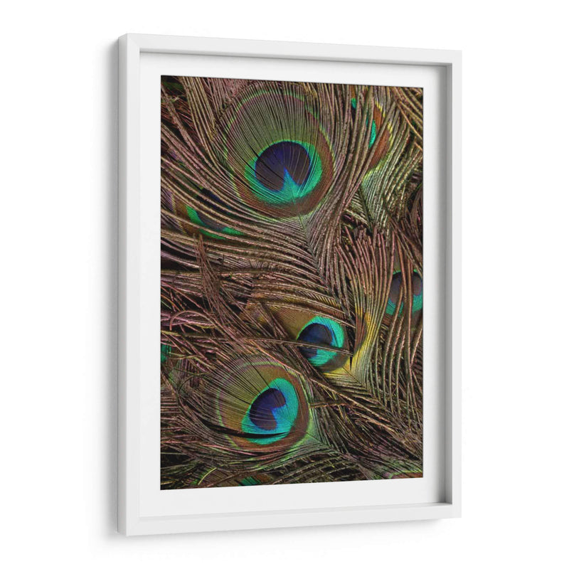 Peacock Plumas Iv - Vision Studio | Cuadro decorativo de Canvas Lab