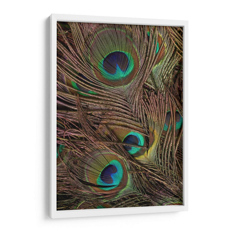 Peacock Plumas Iv - Vision Studio | Cuadro decorativo de Canvas Lab