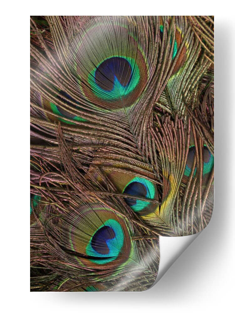 Peacock Plumas Iv - Vision Studio | Cuadro decorativo de Canvas Lab