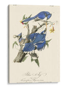 Audubon Blue Jays - John James Audubon | Cuadro decorativo de Canvas Lab