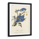 Audubon Blue Jays - John James Audubon | Cuadro decorativo de Canvas Lab