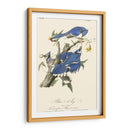 Audubon Blue Jays - John James Audubon | Cuadro decorativo de Canvas Lab