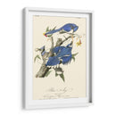 Audubon Blue Jays - John James Audubon | Cuadro decorativo de Canvas Lab