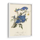 Audubon Blue Jays - John James Audubon | Cuadro decorativo de Canvas Lab