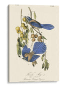 Audubon Florida Jays - John James Audubon | Cuadro decorativo de Canvas Lab