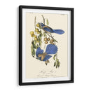 Audubon Florida Jays - John James Audubon | Cuadro decorativo de Canvas Lab