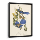 Audubon Florida Jays - John James Audubon | Cuadro decorativo de Canvas Lab