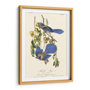 Audubon Florida Jays - John James Audubon | Cuadro decorativo de Canvas Lab